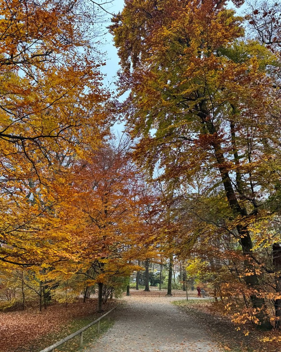Spaziergänger auf einem Weg im Englischen Garten München mit herbstlich gefärbten Bäumen